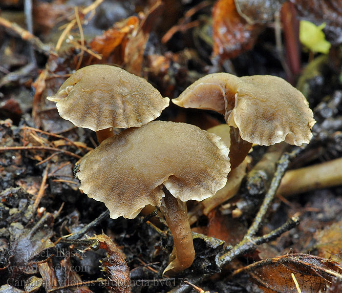 Camarophyllopsis atropuncta Hygrotrama Hygrocybe