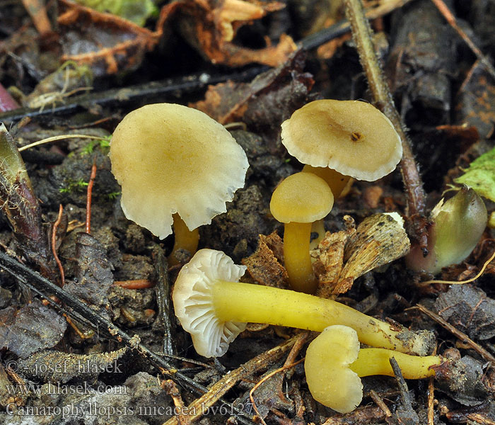 Camarophyllopsis micacea Hygrotrama Hygrocybe Voskovečka třpytivá