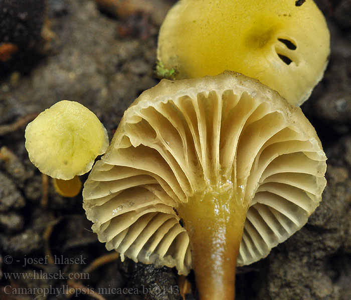 Camarophyllopsis micacea Voskovečka třpytivá