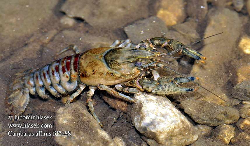 Orconectes limosus Astacus Spiny-cheek crayfish