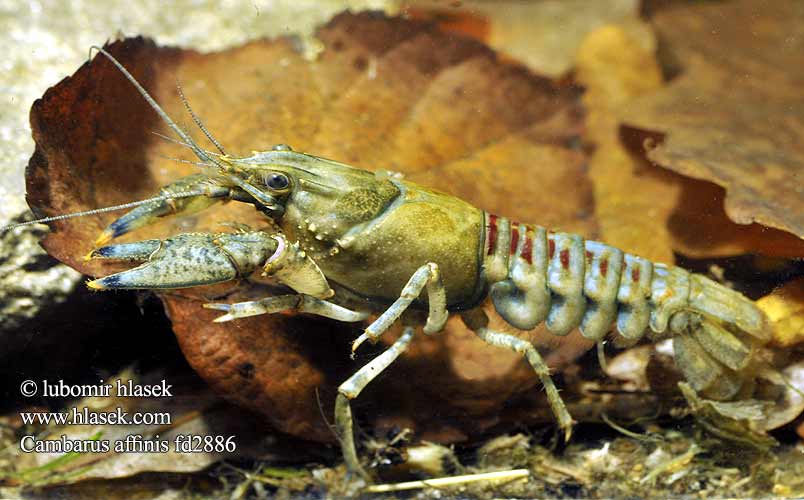 Spiny-cheek crayfish Spinycheek American Rak pruhovaný americký