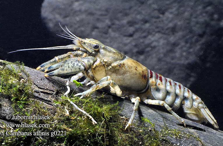 Amerikansk flodkrebs Écrevisse américaine Rainuotasis