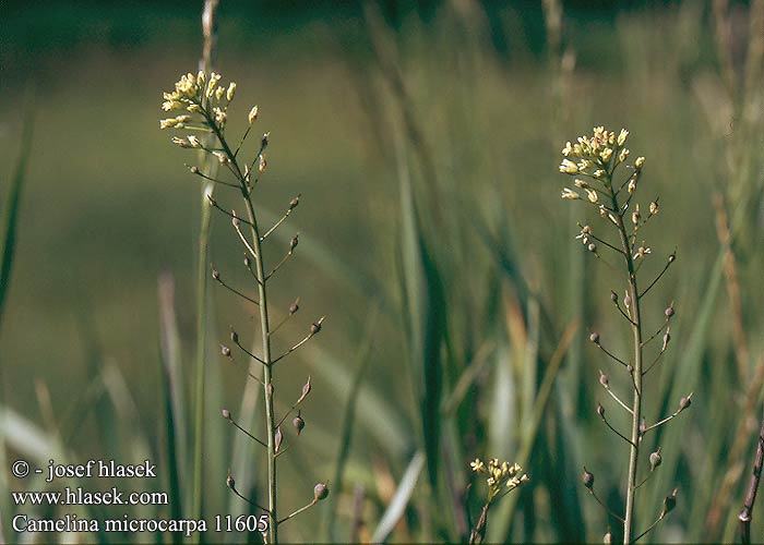 Camelina microcarpa