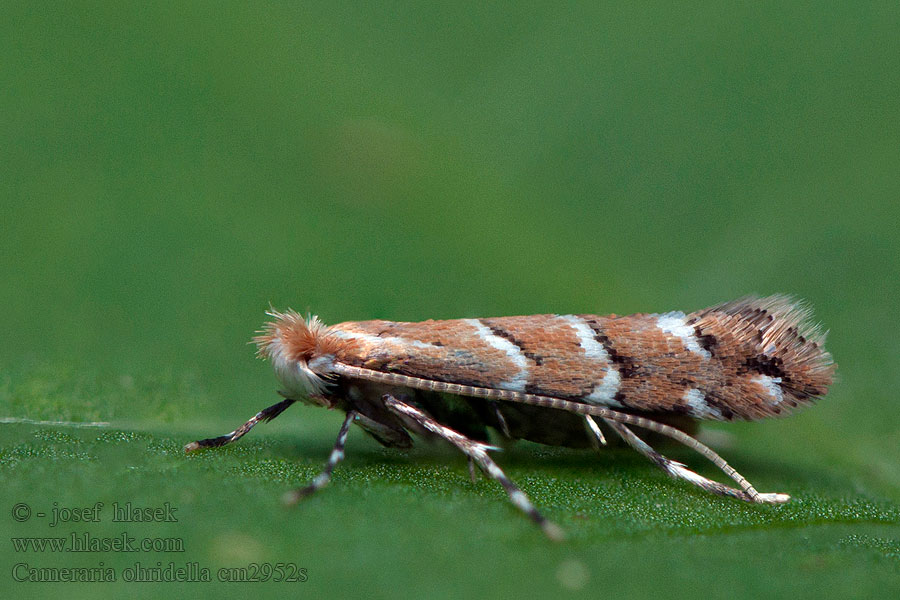 Rosskastanienminiermotte Cameraria ohridella