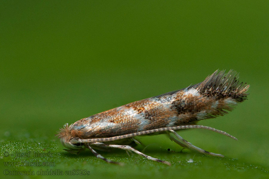 Horse-chestnut leaf miner Cameraria ohridella