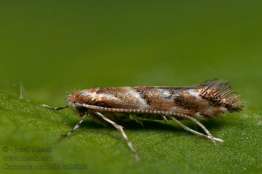 Cameraria ohridella