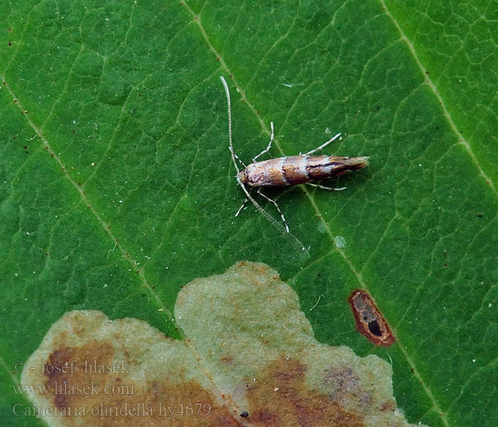 Cameraria ohridella Klíněnka jírovcová kaštanová