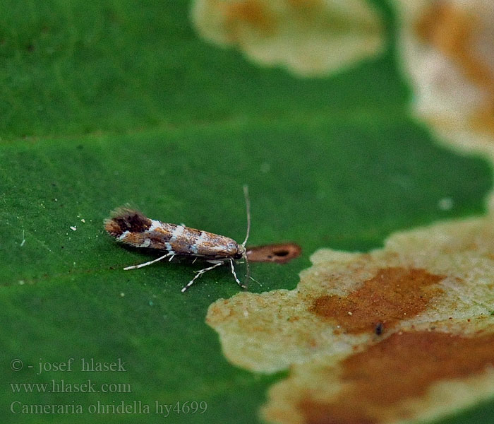 Rosskastanienminiermotte Horse-chestnut leaf miner