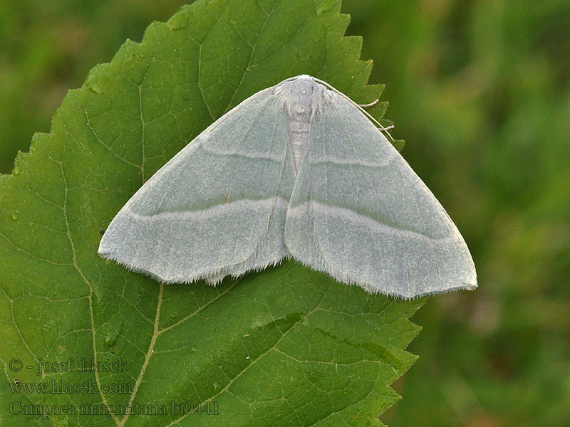 Light Emerald Campaea margaritata