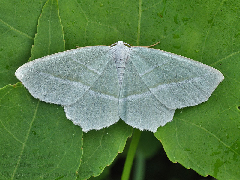 Perlenglanzspanner Margaritata-Spanner Campaea margaritata