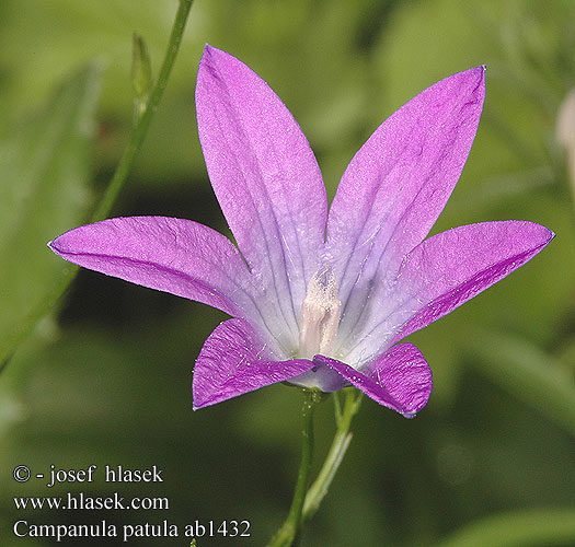 Campanula patula Spreading Bellflower Eng-klokke harakankello