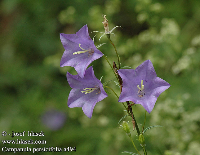 Campanula persicifolia foglie Campanule feuilles Pecher Prachtklokje