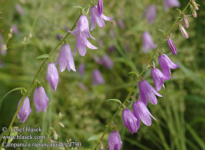 Campanula rapunculoides