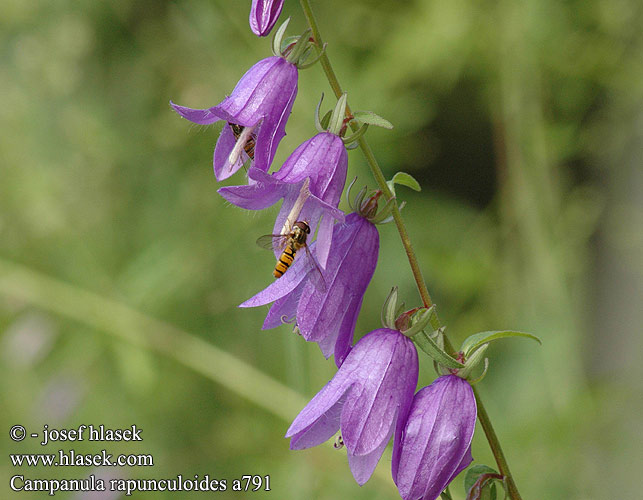 Campanula rapunculoides