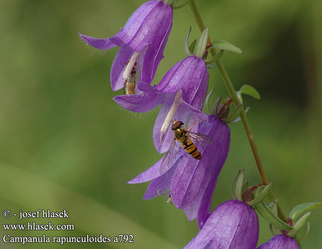 Campanula rapunculoides