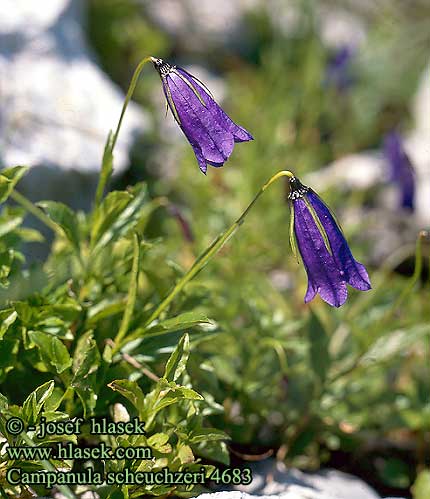 Campanula scheuchzeri NL:  Scheuchters klokje IT: Campanula di Scheuchzer DE: Scheuchzer-Glockenblume PL: dzwonek Scheuchzera SI: Scheuchzerjeva zvončica