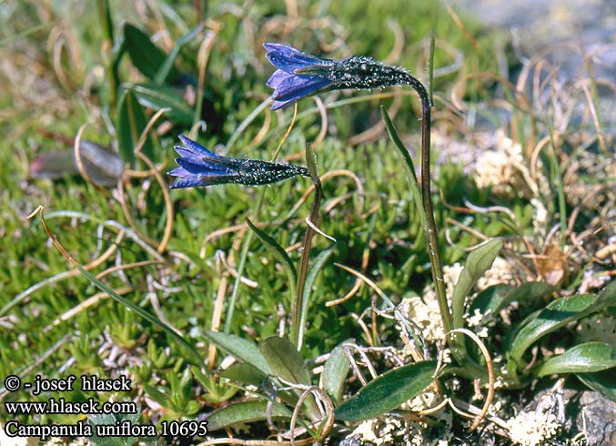 Campanula uniflora