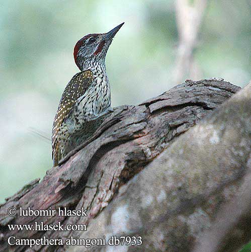 Campethera abingoni Golden-tailed Woodpecker Datel zlatoocasý Goudstertspeg Gyldenhalet Spætte Goldschwanzspecht Pito Colidorado Viirutäplätikka Pic queue dorée Picchio Abingon シマアフリカアオゲラ Goudstaartspecht Dzięciolik złotosterny Ďatel' žltochvostý Pica pau cauda dourada Дятел золотохвостый