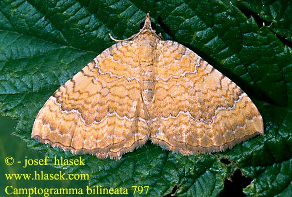 Camptogramma bilineata Yellow Shell Brocatelle d'or