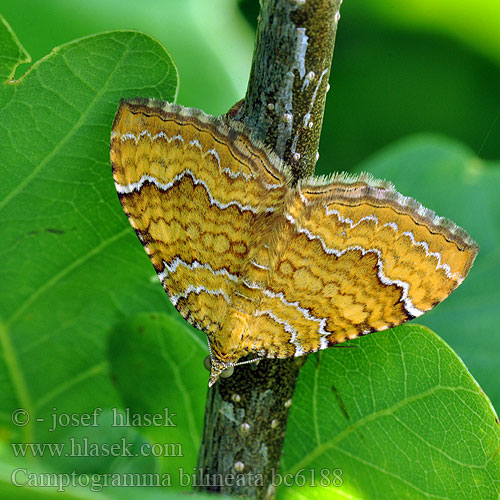 Gulvingad fältmätare Camptogramma bilineata Yellow Shell