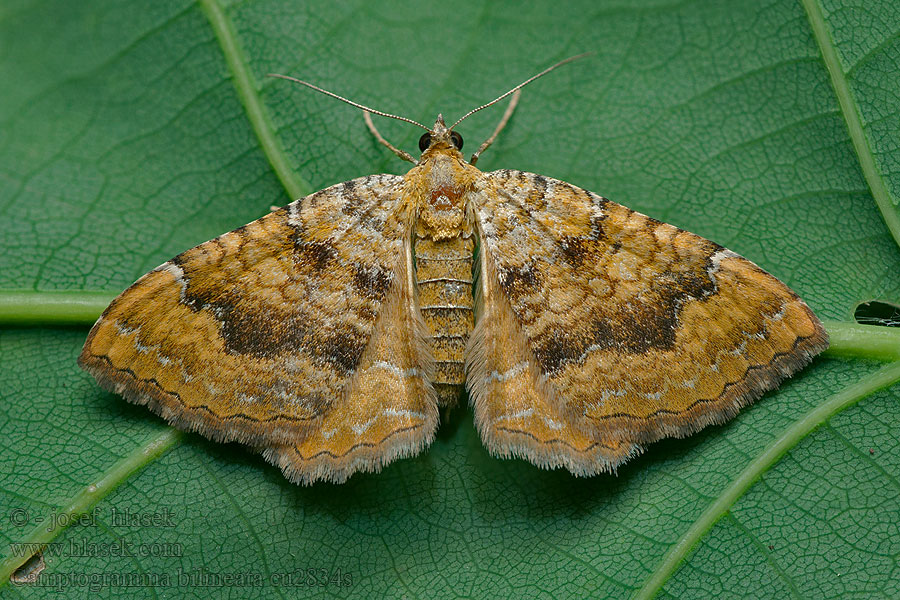 Camptogramma bilineata