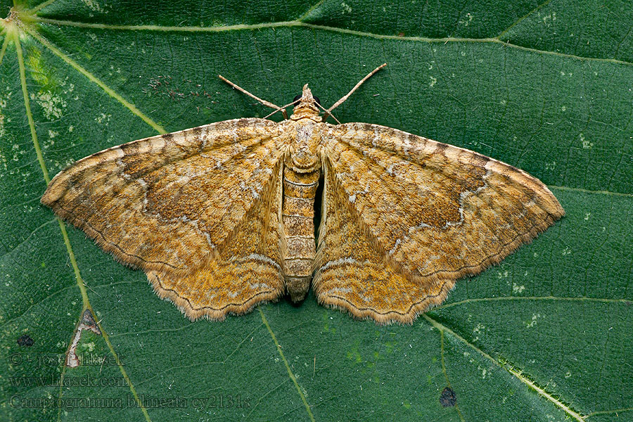 Camptogramma bilineata