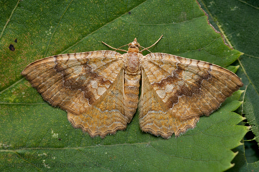 Camptogramma bilineata