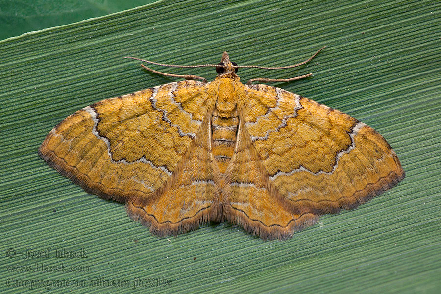 Camptogramma bilineata