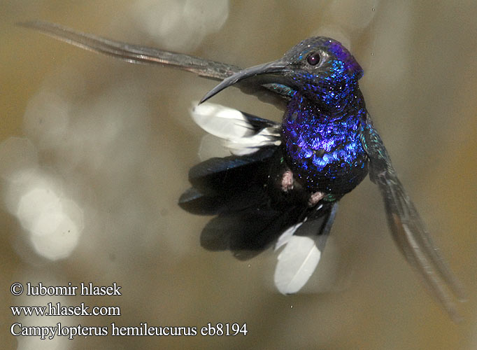 Campylopterus hemileucurus Violet Sabrewing Kolibřík fialkový purpurový Campyloptère violet 紫刀翅蜂鸟 Violette Sabelvleugel ムラサキケンバネハチドリ Lila kardoskolibri Purpurdegenflügel Zapylak fioletowy Фиолетовый Саблекрыл Ala Sable Violeta