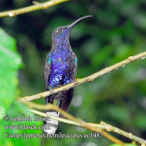 Саблекрыл Ala Sable Violeta Campylopterus hemileucurus Violet Sabrewing Kolibřík fialkový purpurový Campyloptère violet 紫刀翅蜂鸟 Violette Sabelvleugel ムラサキケンバネハチドリ Lila kardoskolibri Purpurdegenflügel Zapylak fioletowy Фиолетовый