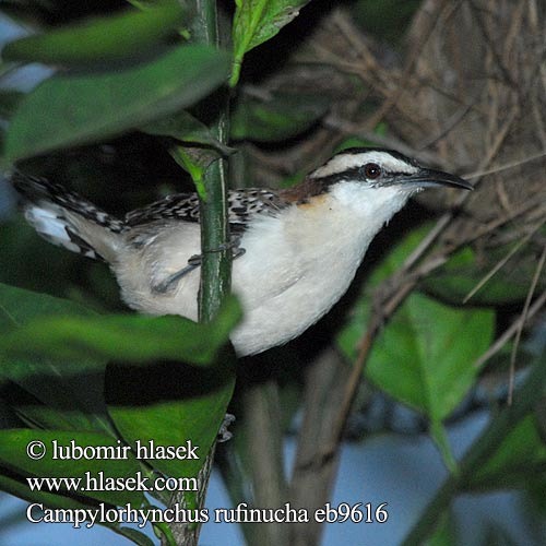 Campylorhynchus rufinucha Střízlík rezavošijný Rotnacken-Zaunkönig Brunnakket Kaktussmutte Rufous-naped Wren Hooded Cactus-Wren Ratona Nuca Rufa Soterrey nuquirrufo Cucaracheri nuca café Matraca nuca rufa Kauluspeukaloinen Troglodyte nuque rousse Scricciolo nucarossiccia アカエリサボテンミソサザイ  Roodkeelwinterkoning Rustnakkesmett Strzyż rdzawokarkowy