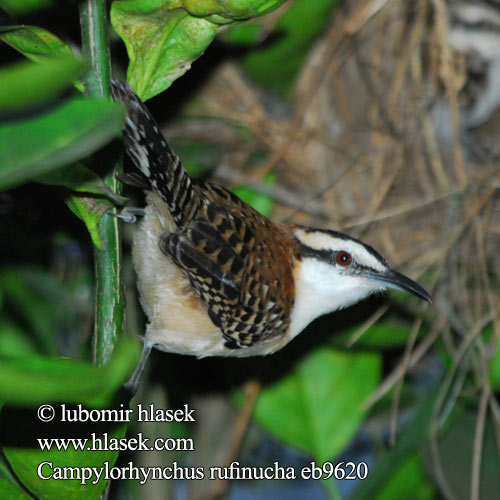 Rotnacken-Zaunkönig Brunnakket Kaktussmutte Rufous-naped Wren Hooded Cactus-Wren Ratona Nuca Rufa Soterrey nuquirrufo Cucaracheri nuca café Matraca nuca rufa Kauluspeukaloinen Troglodyte nuque rousse Scricciolo nucarossiccia アカエリサボテンミソサザイ  Roodkeelwinterkoning Rustnakkesmett Strzyż rdzawokarkowy Campylorhynchus rufinucha Střízlík rezavošijný