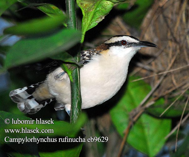 Rufous-naped Wren Hooded Cactus-Wren Ratona Nuca Rufa Soterrey nuquirrufo Cucaracheri nuca café Matraca nuca rufa Kauluspeukaloinen Troglodyte nuque rousse Scricciolo nucarossiccia アカエリサボテンミソサザイ  Roodkeelwinterkoning Rustnakkesmett Strzyż rdzawokarkowy Campylorhynchus rufinucha Střízlík rezavošijný Rotnacken-Zaunkönig Brunnakket Kaktussmutte