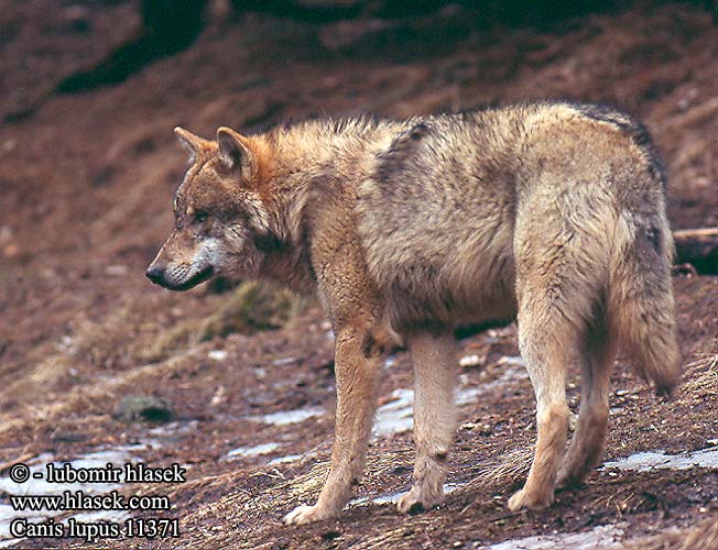 Canis lupus זאב Vilks Pilkasis vilkas オオカミ