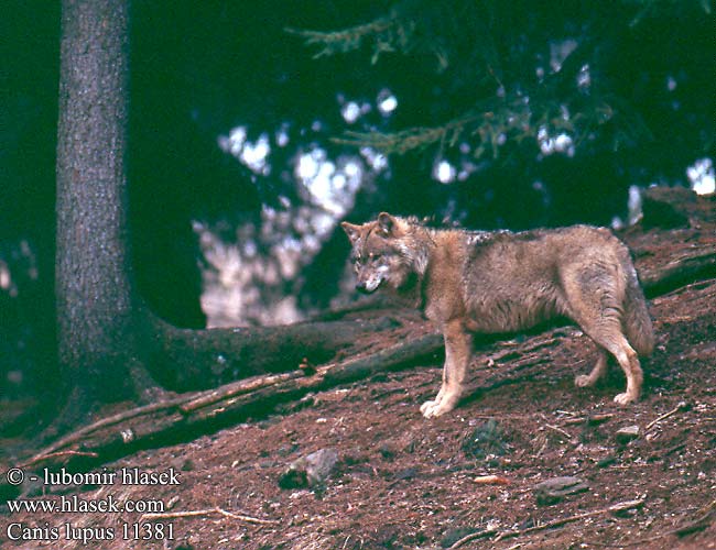 Canis lupus Волк Kurt Вовк 狼 Llobu Wuif Llop