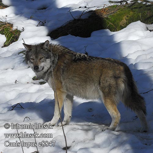 Canis lupus گرگ Faol Volfo Serigala Abu Úlfur