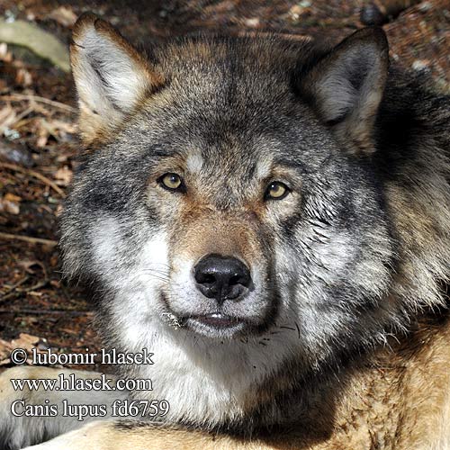 Cuetlāchtli Ulv Вук ஓநாய் Leu Canis lupus