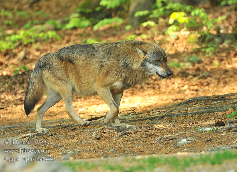 Leu Canis lupus Grey Wolf Ulv Susi Loup loups gris