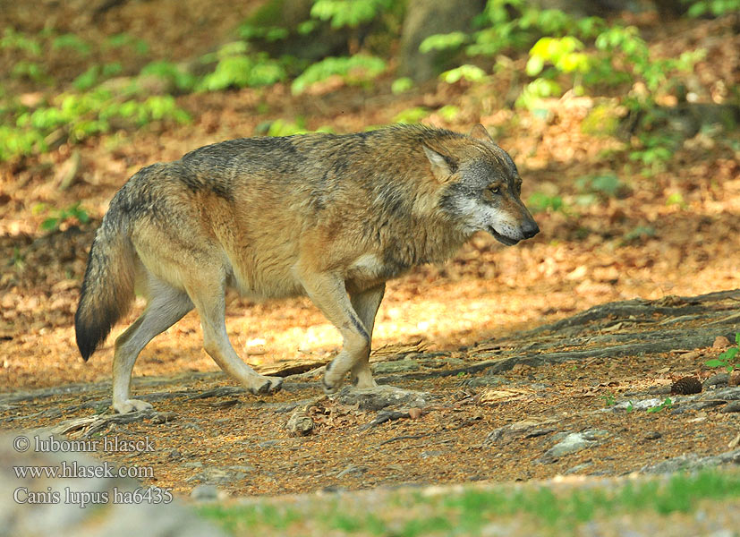 Canis lupus ha6435