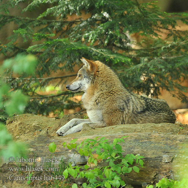 Grey Wolf Ulv Susi Loup loups gris Lobo Lupo Farkas