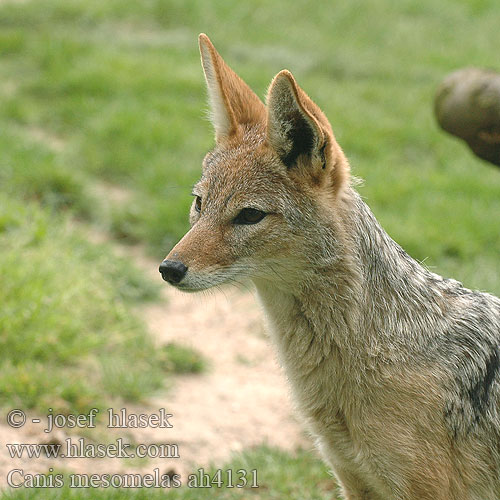 Canis mesomelas Black-backed jackal Šakal čabrakový