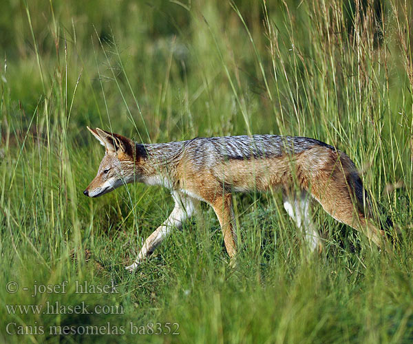 Canis mesomelas Black-backed jackal Šakal čabrakový