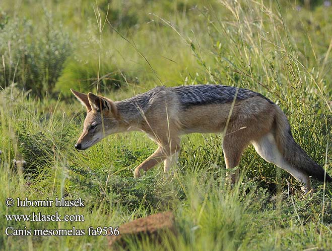 Canis mesomelas fa9536