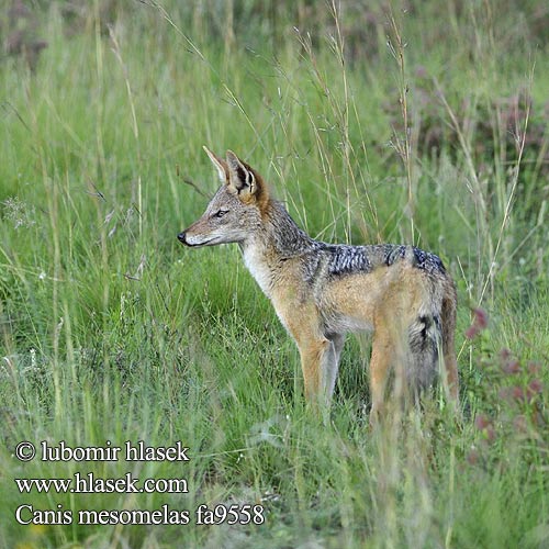 Kara gümüş sırtlı çakal Canis mesomelas Black-backed jackal