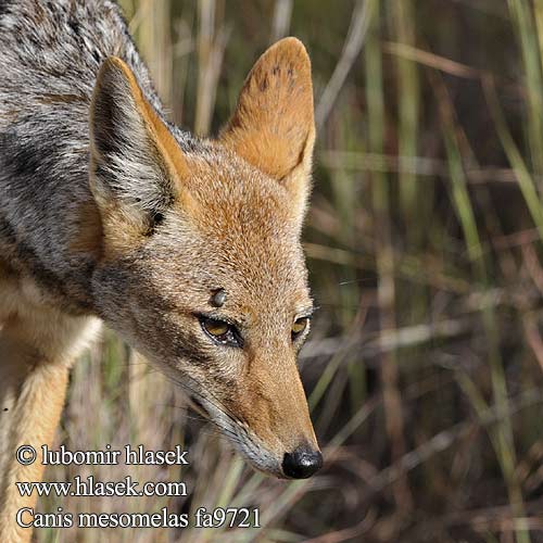 Black backed jackal Šakal čabrakový Schabracken Schakal