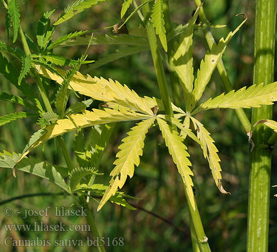 Hanf Cáñamo Marihuana Ganjah Kalamu Chanvre 삼 (식물) Canapa Indijska