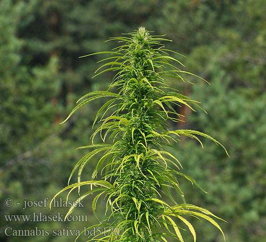 קנאביס סאטיבה Kònople Sėjamoji kanapė Càneva Pokok ganja Konopie siewne