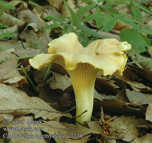 Cantharellus amethysteus Liška ametystová Pieprznik ametystowy Ametistkantarell Ametyst-kantarel Kuriatko jedlé ametystové Chanterelle améthyste Ametistcantharel Amethyst-Pfifferling