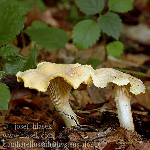 Ametistkantarell Ametyst-kantarel Kuriatko jedlé ametystové Chanterelle améthyste Ametistcantharel Amethyst-Pfifferling Aметистовая лисичка Cantharellus amethysteus Liška ametystová Pieprznik ametystowy