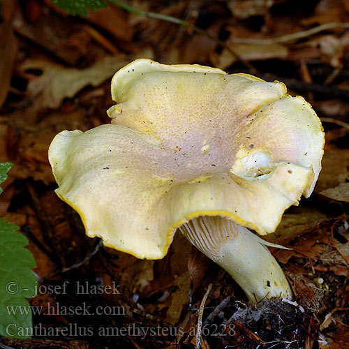 Cantharellus amethysteus al6228